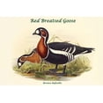 thumbnail image 1 of Bernica Ruficollis - Red Breatsed Goose Poster Print by John  Gould (24 x 36), 1 of 1