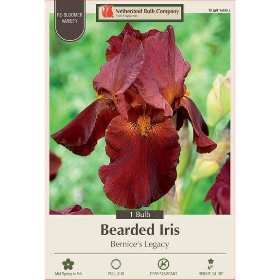 Bernice's Legacy Bearded Iris - REBLOOMER - #1 Size Root