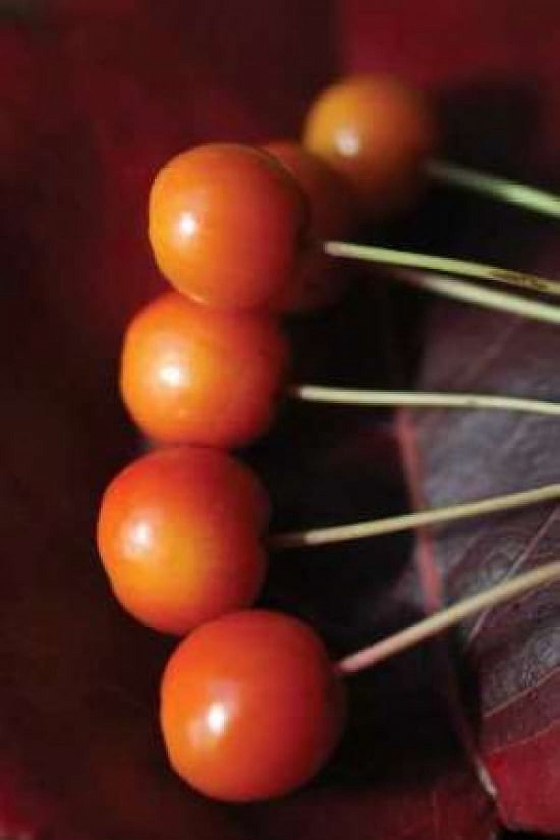 Berries I Canvas Art - Tammy Putman (20 x 28)
