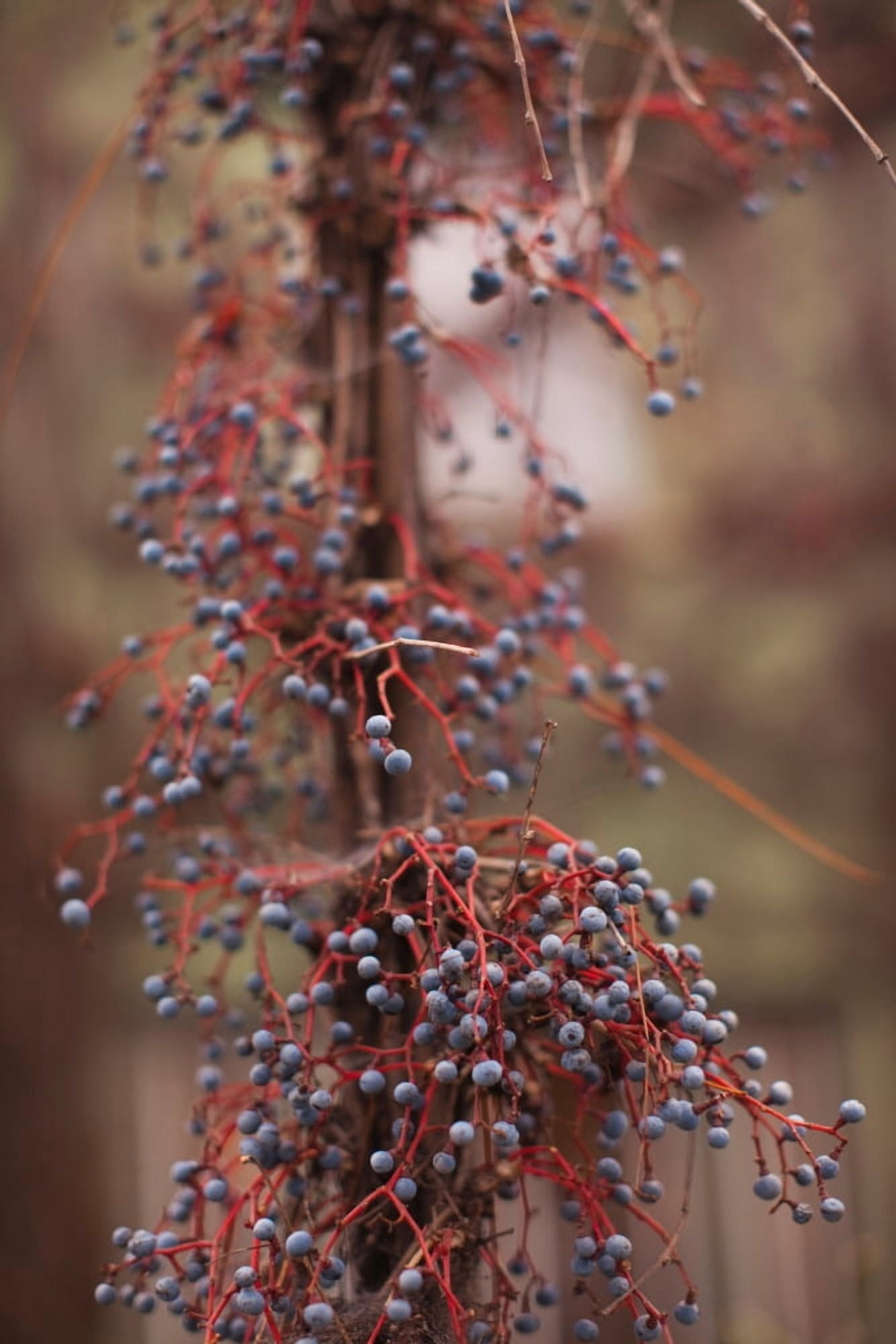 Berries on a tree Healdsburg Russian River Valley Sonoma County California USA Canvas Art - Panoramic Images (27 x 9)