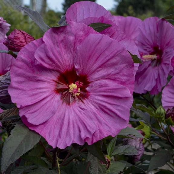 Berry Awesome Hibiscus - 1 Gallon Container