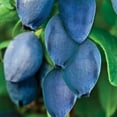 thumbnail image 1 of Berry Blue Honeyberry Dormant Bare Root Fruit Plant, 1-Pack, 1 of 3