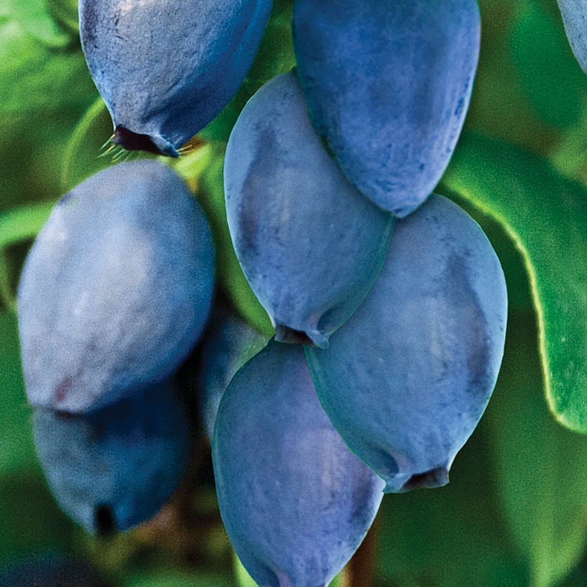 Bluehoneyberry