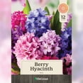 thumbnail image 1 of Berry Hyacinth Bulb Mix, 12 count, 1 of 1