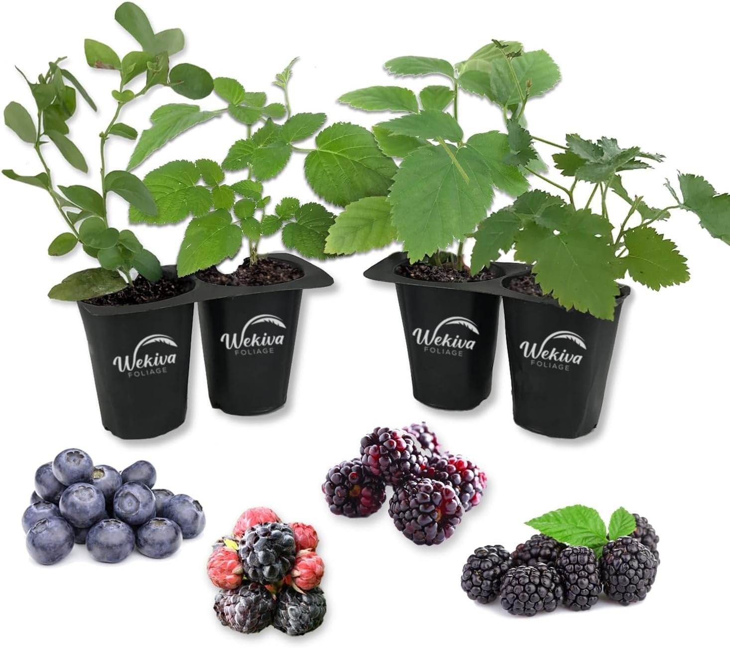 Fresh Produce Berry Variety Pack 4 Live Starter Plants (Blueberry