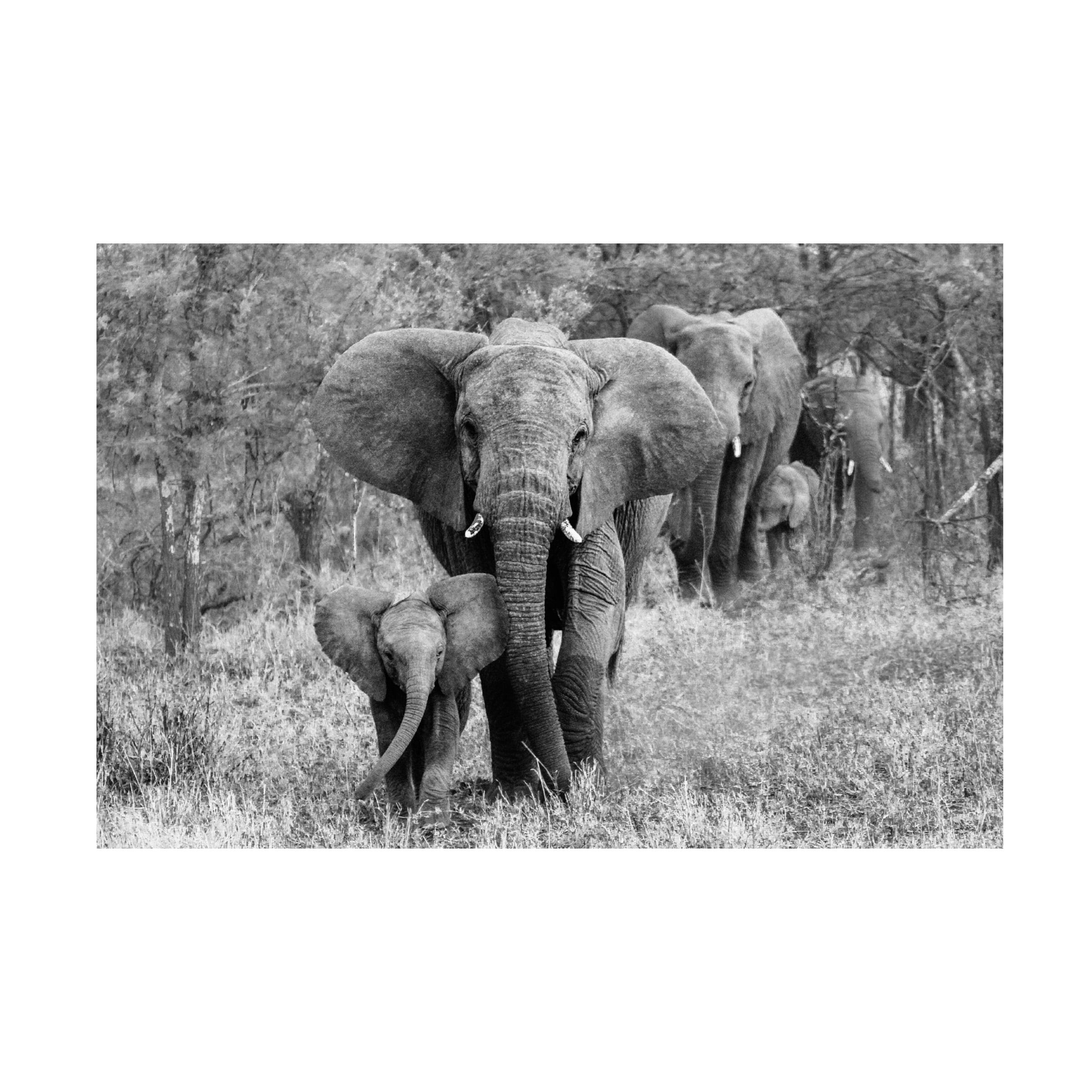 Bertram Schemel 'Elefamily' Canvas Art