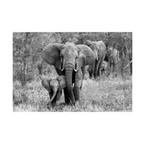 Bertram Schemel 'Elefamily' Canvas Art