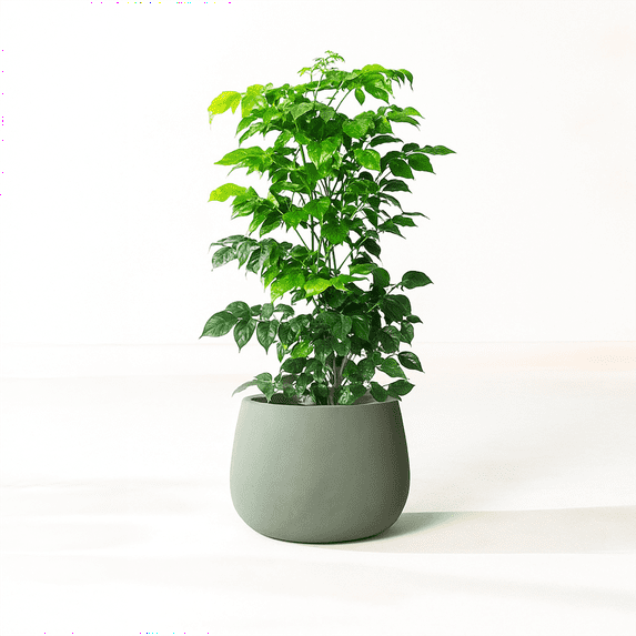 Fab Habitat Beryl Handmade Round Metal Planters in Verde / Sage Green with Drainage Holes