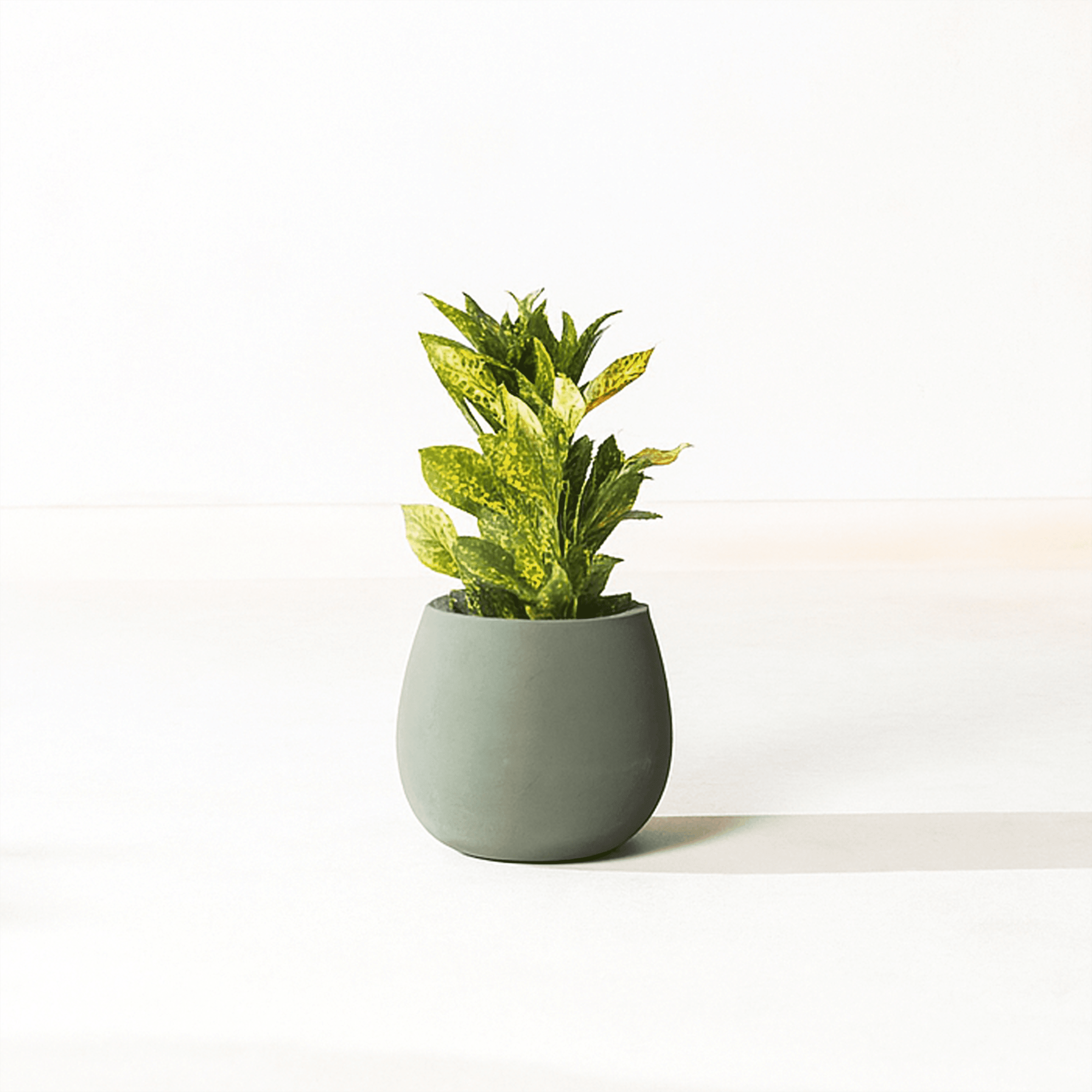Fab Habitat Beryl Handmade Round Metal Planters in Verde / Sage Green with Drainage Holes