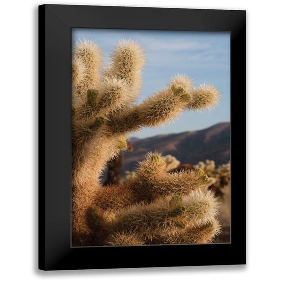 Berzel, Erin 11x14 Black Modern Framed Museum Art Print Titled - Cholla Cactus I