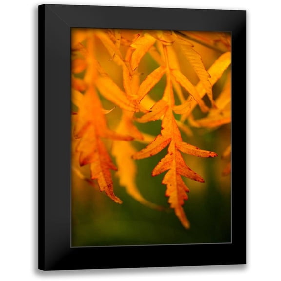 Berzel, Erin 11x14 Black Modern Framed Museum Art Print Titled - Fall Leaves II