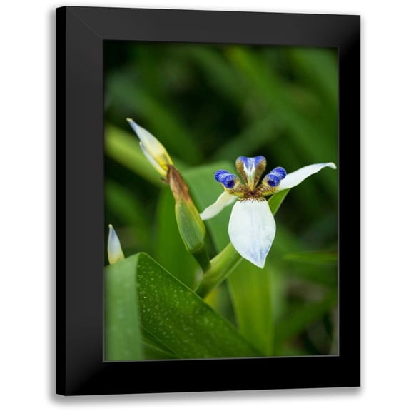 Berzel, Erin 11x14 Black Modern Framed Museum Art Print Titled - Iris in Bloom