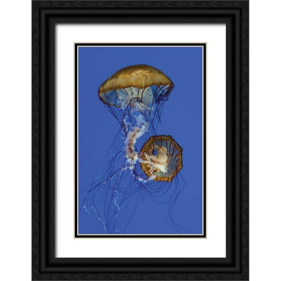 Berzel, Erin 11x14 Black Ornate Wood Framed with Double Matting Museum Art Print Titled - Jellyfish II
