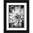 thumbnail image 1 of Berzel, Erin 11x14 Black Ornate Wood Framed with Double Matting Museum Art Print Titled - Monochrome Succulent I, 1 of 4