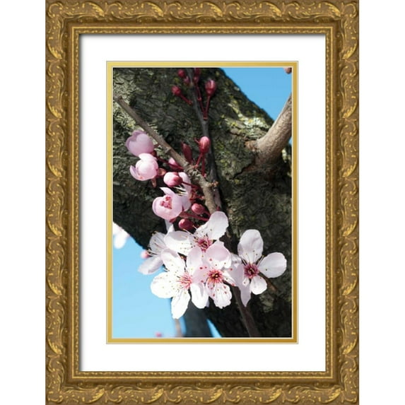 Berzel, Erin 11x14 Gold Ornate Wood Framed with Double Matting Museum Art Print Titled - Cherry Blossom I