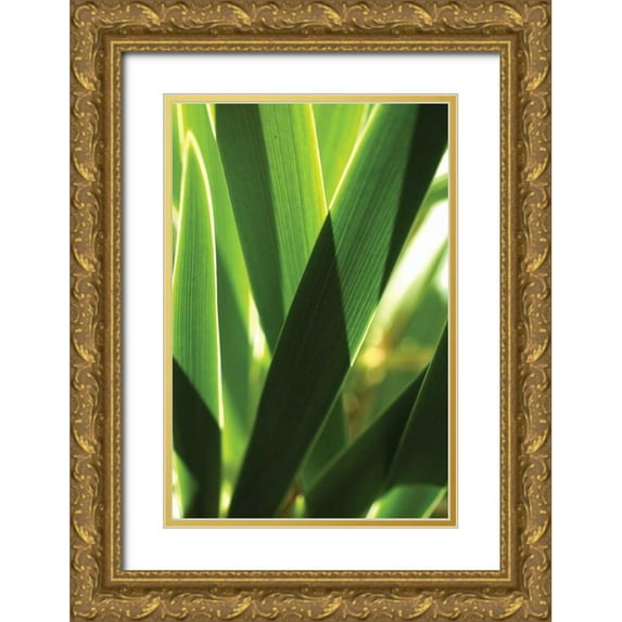 Berzel, Erin 11x14 Gold Ornate Wood Framed with Double Matting Museum Art Print Titled - Leaves and Light I