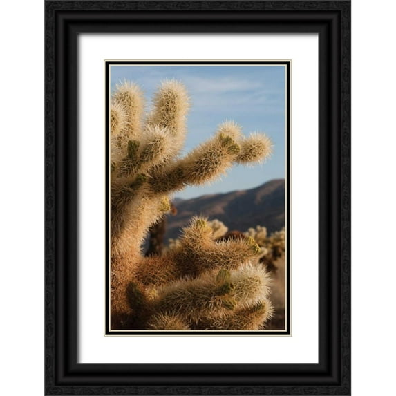 Berzel, Erin 13x18 Black Ornate Wood Framed with Double Matting Museum Art Print Titled - Cholla Cactus I