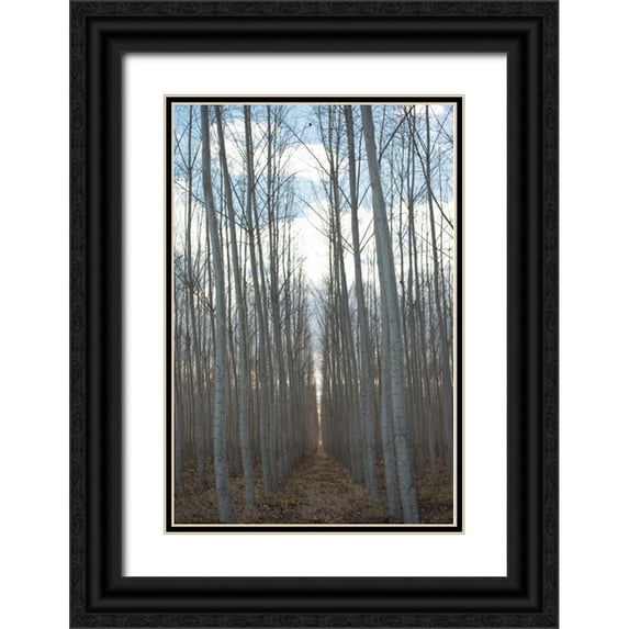 Berzel, Erin 13x18 Black Ornate Wood Framed with Double Matting Museum Art Print Titled - Pacific Albus Grove