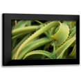 thumbnail image 1 of Berzel, Erin 14x11 Black Modern Framed Museum Art Print Titled - Aloe II, 1 of 5