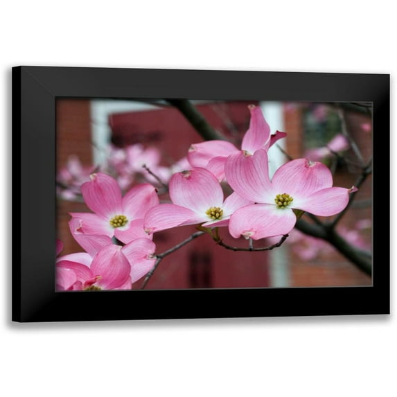 Berzel, Erin 14x11 Black Modern Framed Museum Art Print Titled - Dogwood Blossoms II