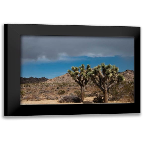 Berzel, Erin 14x11 Black Modern Framed Museum Art Print Titled - Joshua Tree IV