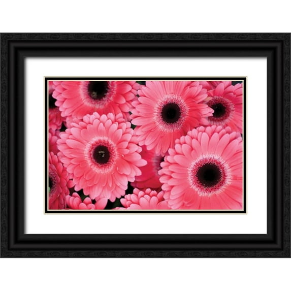 Berzel, Erin 14x11 Black Ornate Wood Framed with Double Matting Museum Art Print Titled - Pink Gerbera Daisies III