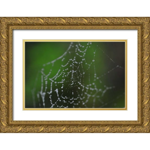 Berzel, Erin 14x11 Gold Ornate Wood Framed with Double Matting Museum Art Print Titled - Dewy Web II