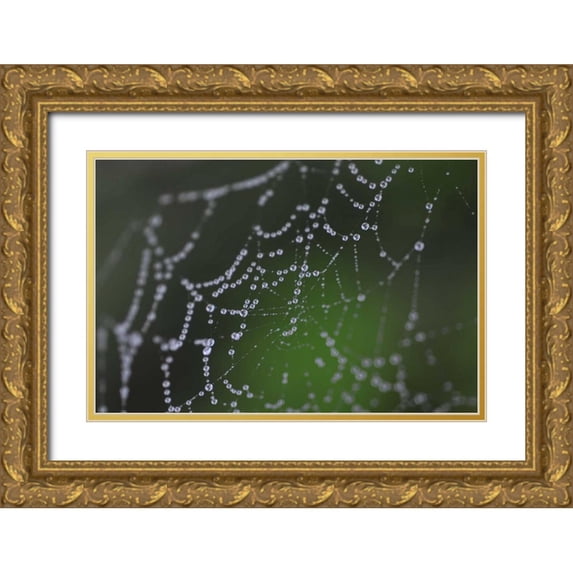Berzel, Erin 14x11 Gold Ornate Wood Framed with Double Matting Museum Art Print Titled - Dewy Web I