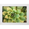 thumbnail image 1 of Berzel, Erin 14x11 White Modern Wood Framed Museum Art Print Titled - Sempervivum Rupicolum III, 1 of 4