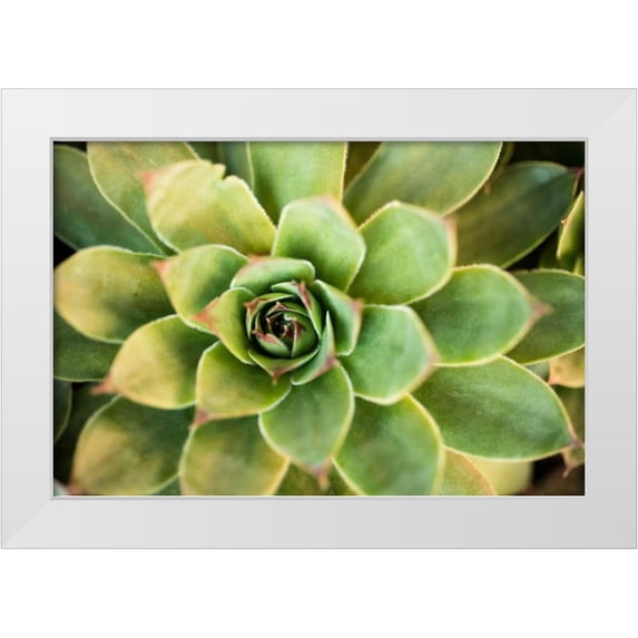 Berzel, Erin 14x11 White Modern Wood Framed Museum Art Print Titled - Sempervivum Rupicolum III