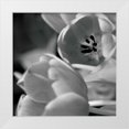 thumbnail image 1 of Berzel, Erin 15x15 White Modern Wood Framed Museum Art Print Titled - BW Tulips I, 1 of 4