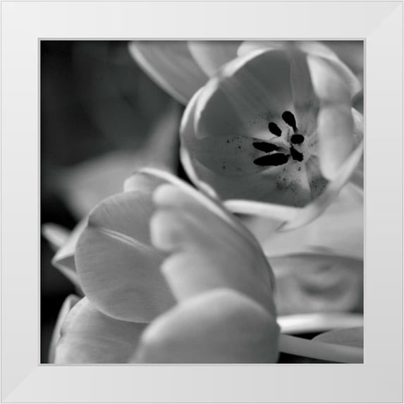 Berzel, Erin 15x15 White Modern Wood Framed Museum Art Print Titled - BW Tulips I