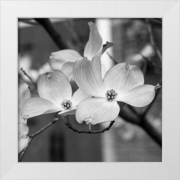 Berzel, Erin 15x15 White Modern Wood Framed Museum Art Print Titled - Dogwood Blossoms II BW Sq
