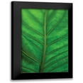 thumbnail image 1 of Berzel, Erin 17x24 Black Modern Framed Museum Art Print Titled - Leaf Detail V, 1 of 5