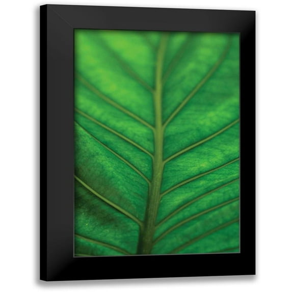 Berzel, Erin 17x24 Black Modern Framed Museum Art Print Titled - Leaf Detail V