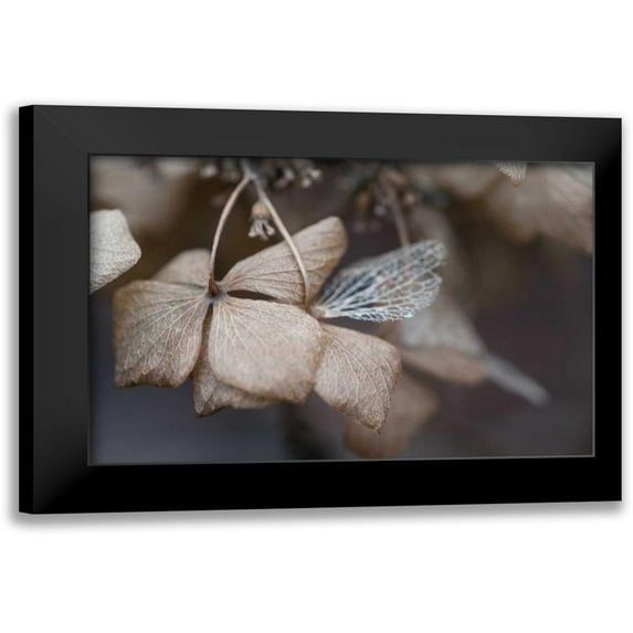 Berzel, Erin 18x13 Black Modern Framed Museum Art Print Titled - Flower Skeleton V