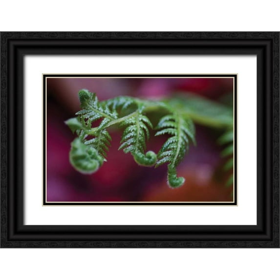 Berzel, Erin 18x13 Black Ornate Wood Framed with Double Matting Museum Art Print Titled - Fern Detail II