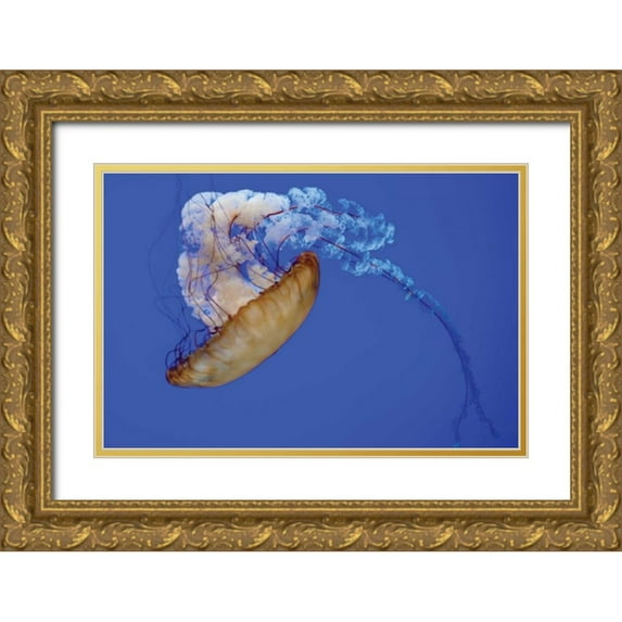 Berzel, Erin 18x13 Gold Ornate Wood Framed with Double Matting Museum Art Print Titled - Jellyfish VIII