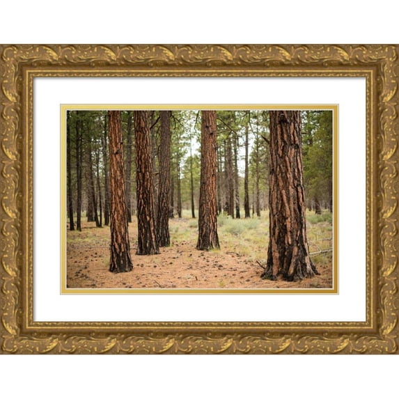 Berzel, Erin 18x13 Gold Ornate Wood Framed with Double Matting Museum Art Print Titled - Willamette Natl Forest I