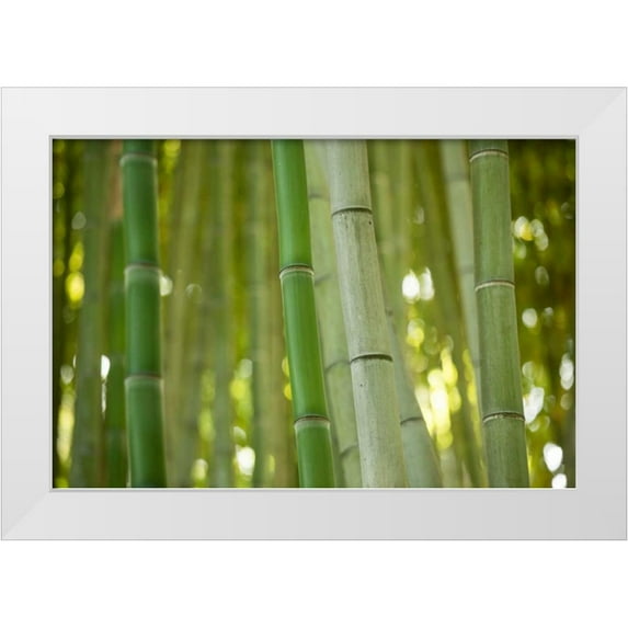 Berzel, Erin 18x13 White Modern Wood Framed Museum Art Print Titled - Bamboo and Bokeh II