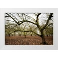 thumbnail image 1 of Berzel, Erin 18x13 White Modern Wood Framed Museum Art Print Titled - Hazel Tree Grove IV, 1 of 4