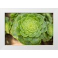 thumbnail image 1 of Berzel, Erin 18x13 White Modern Wood Framed Museum Art Print Titled - Macro Succulent III, 1 of 4