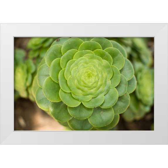 Berzel, Erin 18x13 White Modern Wood Framed Museum Art Print Titled - Macro Succulent III