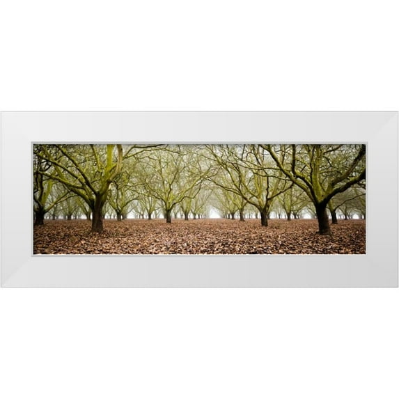 Berzel, Erin 18x9 White Modern Wood Framed Museum Art Print Titled - Hazel Tree Grove Pano II