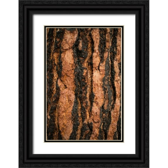 Berzel, Erin 23x32 Black Ornate Wood Framed with Double Matting Museum Art Print Titled - Oregon Pine I