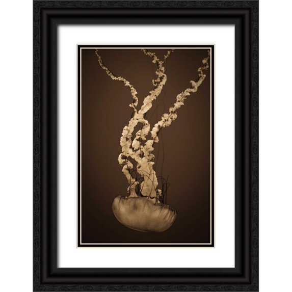 Berzel, Erin 23x32 Black Ornate Wood Framed with Double Matting Museum Art Print Titled - Sea Nettle IV