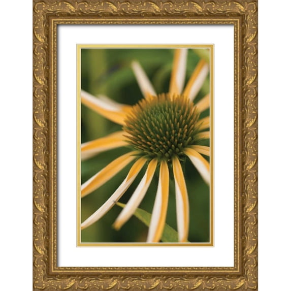 Berzel, Erin 23x32 Gold Ornate Wood Framed with Double Matting Museum Art Print Titled - Echinacea II