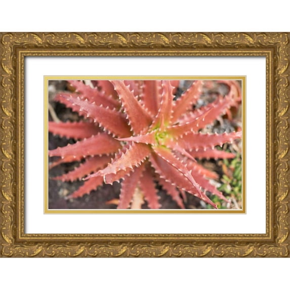Berzel, Erin 24x17 Gold Ornate Wood Framed with Double Matting Museum Art Print Titled - Aloe I