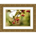 thumbnail image 1 of Berzel, Erin 24x17 Gold Ornate Wood Framed with Double Matting Museum Art Print Titled - Red Berries I, 1 of 4