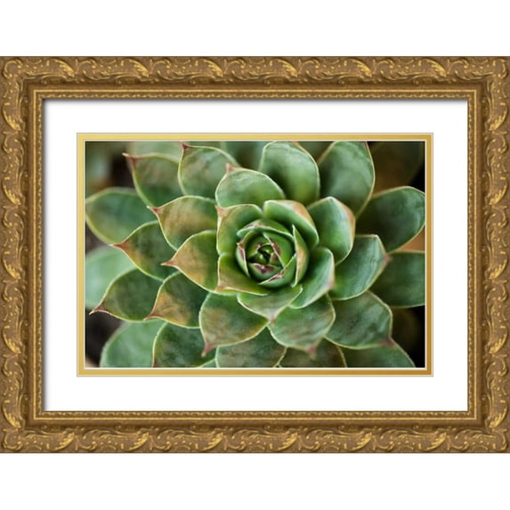 Berzel, Erin 24x17 Gold Ornate Wood Framed with Double Matting Museum Art Print Titled - Sempervivum Rupicolum II